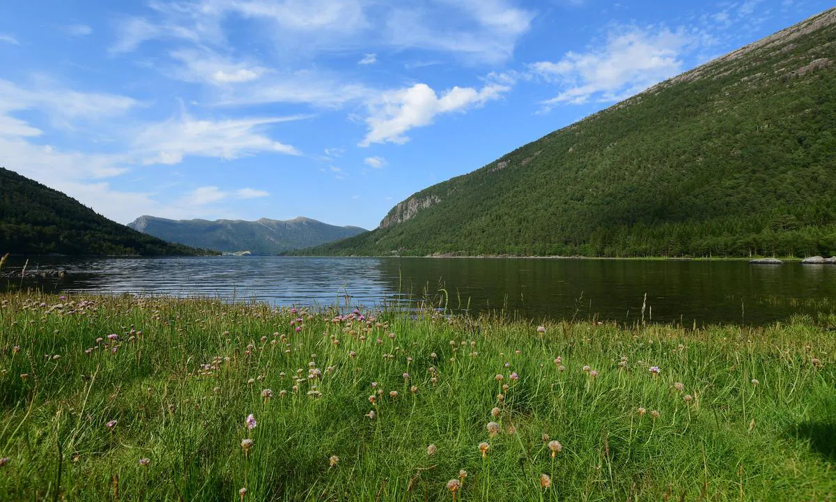 Vindspollen